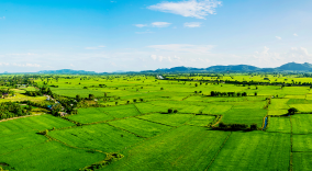 Plot and Land